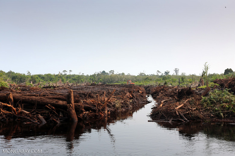 Priestley_Soc's tweet photo. Did you know? Cumulative CO2 emissions from drained peatlands reached 80 ± 20 petagrams in 2015 and projected to be tripled up by 2100. Read more: https://t.co/5e87kF8bTD @PriestleyCentre #ClimateChange https://t.co/xsKwMeGUa7