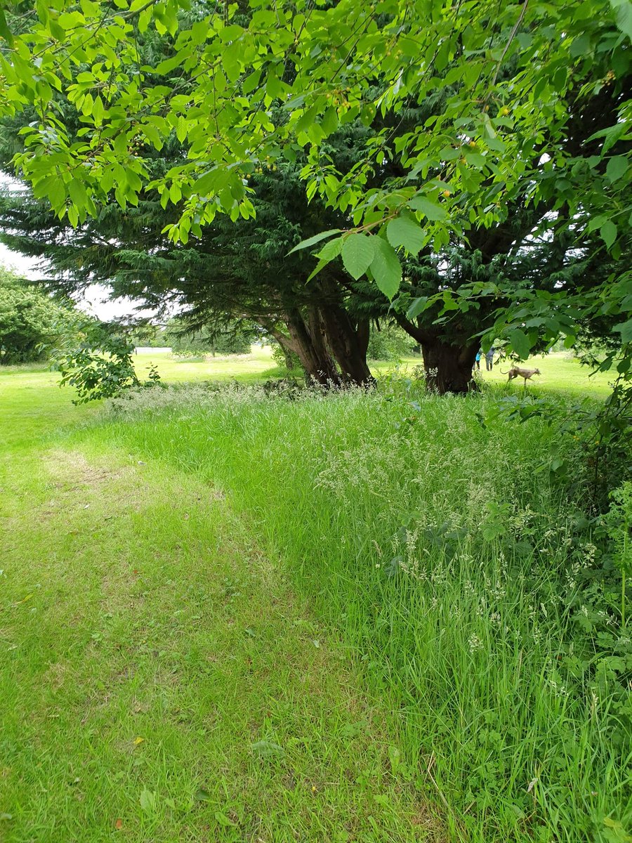 Jill4life3's tweet photo. #nmddc #newrymournedowndistrictcouncil say no to the mow! Well done, at last! Islands Park Newcastle https://t.co/QQNOb8bELP