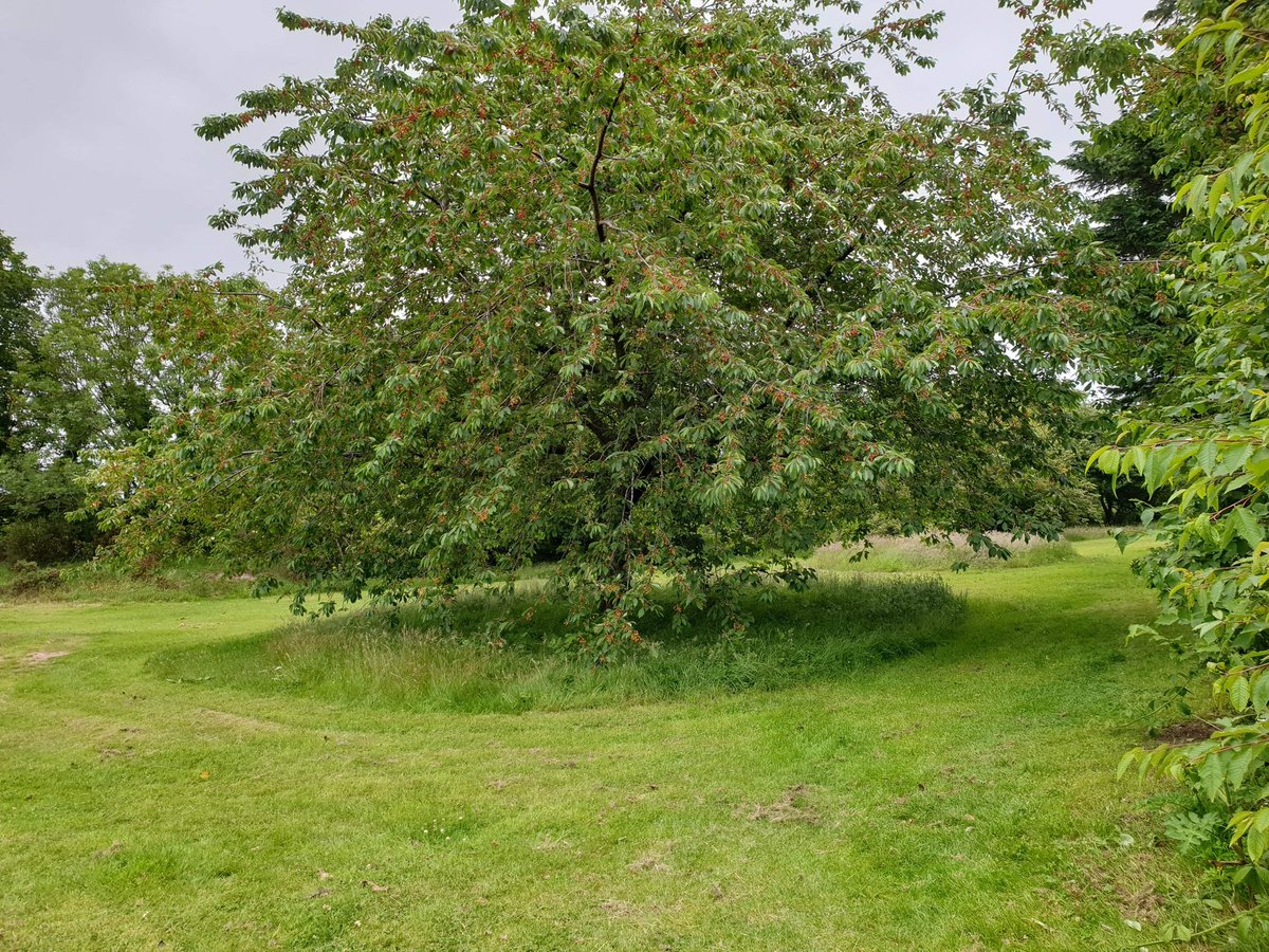 Jill4life3's tweet photo. #nmddc #newrymournedowndistrictcouncil say no to the mow! Well done, at last! Islands Park Newcastle https://t.co/QQNOb8bELP