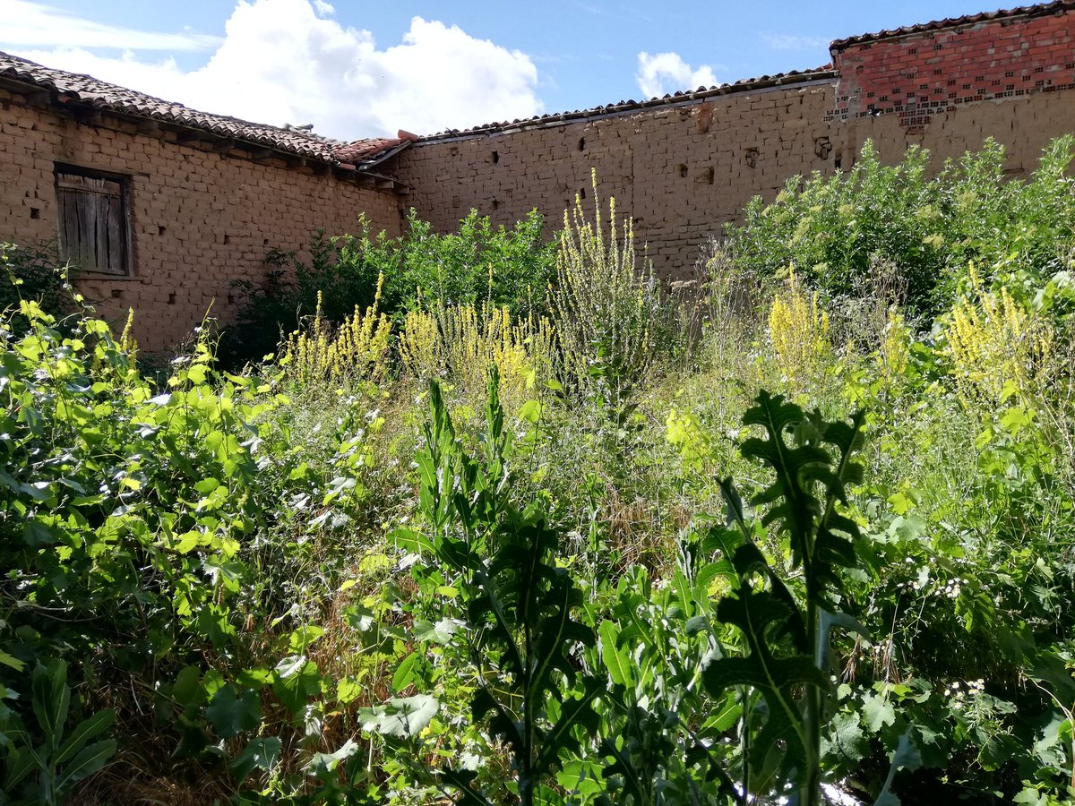 thoughtcollide's tweet image. #proyectosdevida... ❤️🌿🏚️