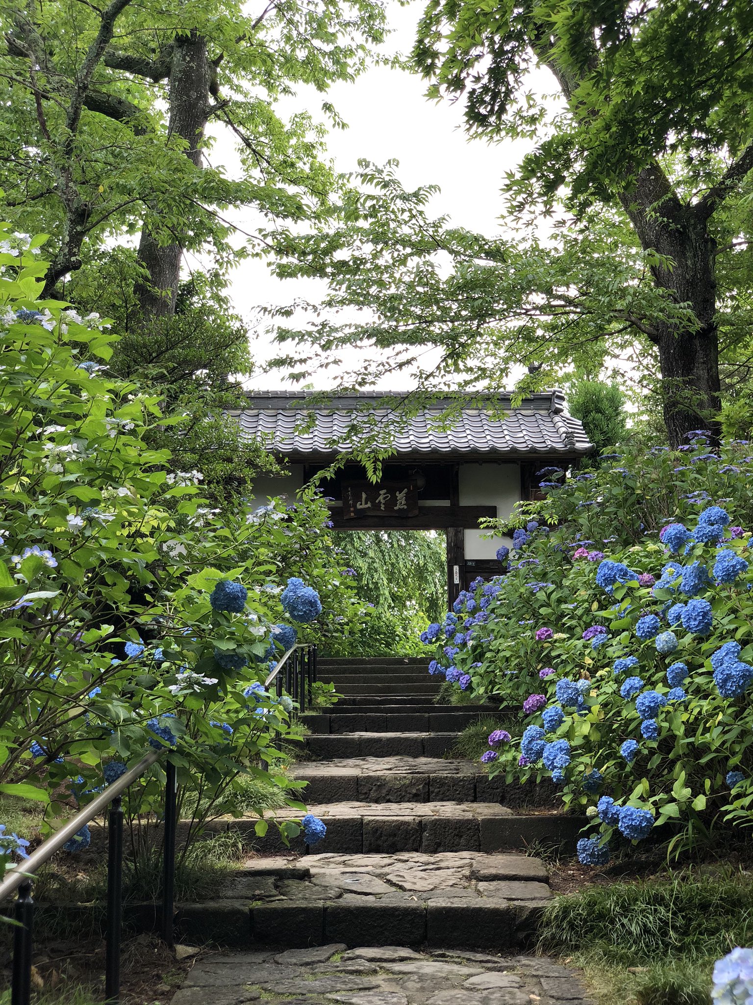 うら 広州 仙台のあじさい寺 資福寺の満開の紫陽花を見に 宮城においでよ 雨粒を纏った色とりどりの紫陽花が 憂鬱な気持ちも鮮やかにしてくれるよ おいでよ宮城 T Co I2farsrpkx Twitter