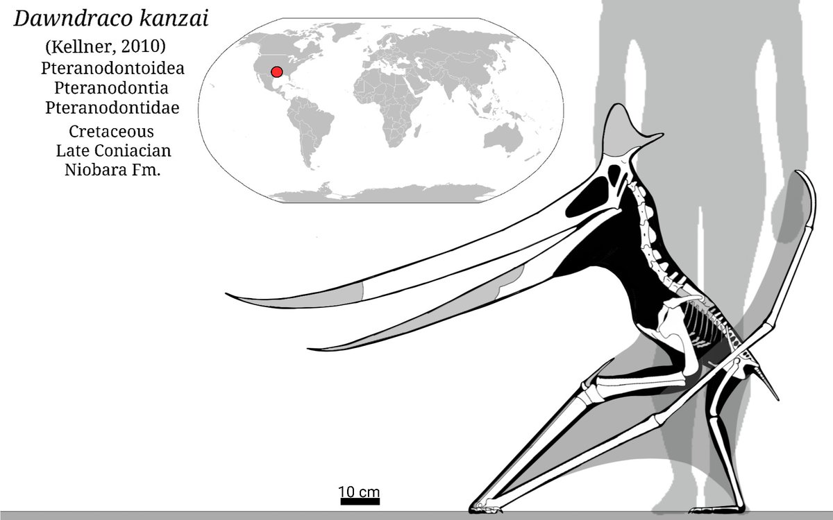 Gabriel N. U. on X: Pteranodon sternbergi. A huge #pterosaur. The largest  pteranodontid  #paleoart #sciart   / X