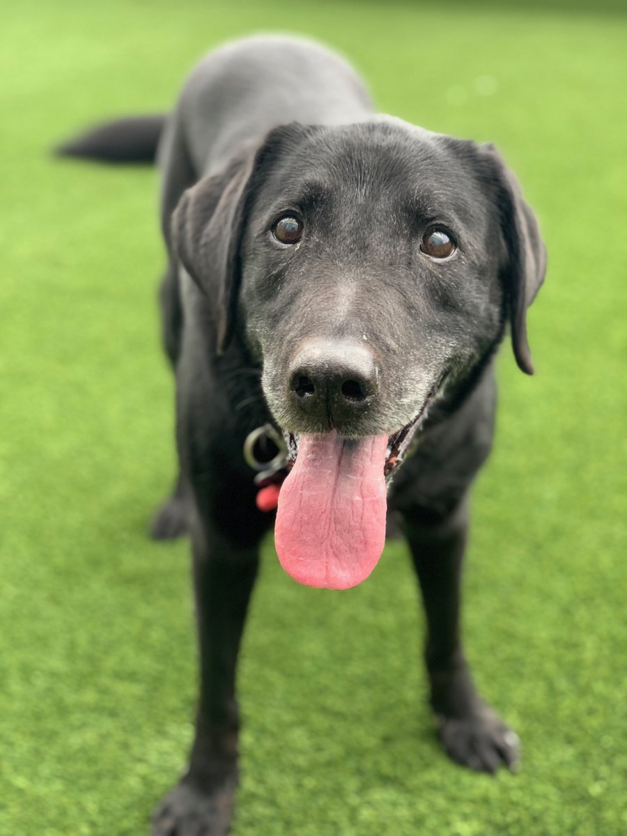 ClarkSchool's tweet photo. Bishop "tricked" staff member Anna Damm into adopting him. Supposedly, if a puppy calmly allows a person hold them like a baby, they will have a docile temperament into adulthood. Bishop passed that test but had the frenetic energy of a puppy for over a decade! #EngineeringPets https://t.co/WIN2nCuupF