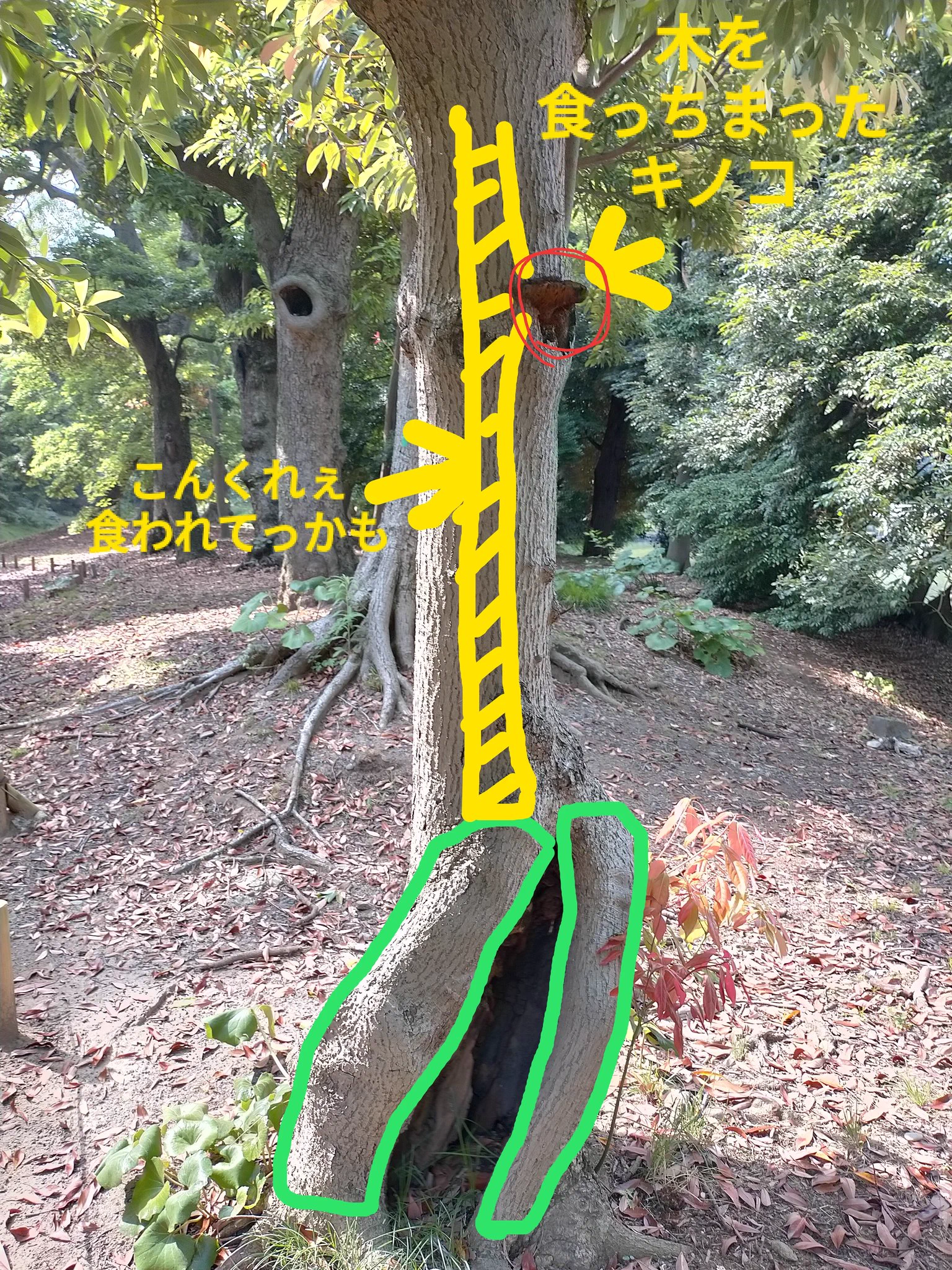 タブノキがキノコに吸い取られていく〜！！それでも、力強く生きる姿は素晴らしい！！