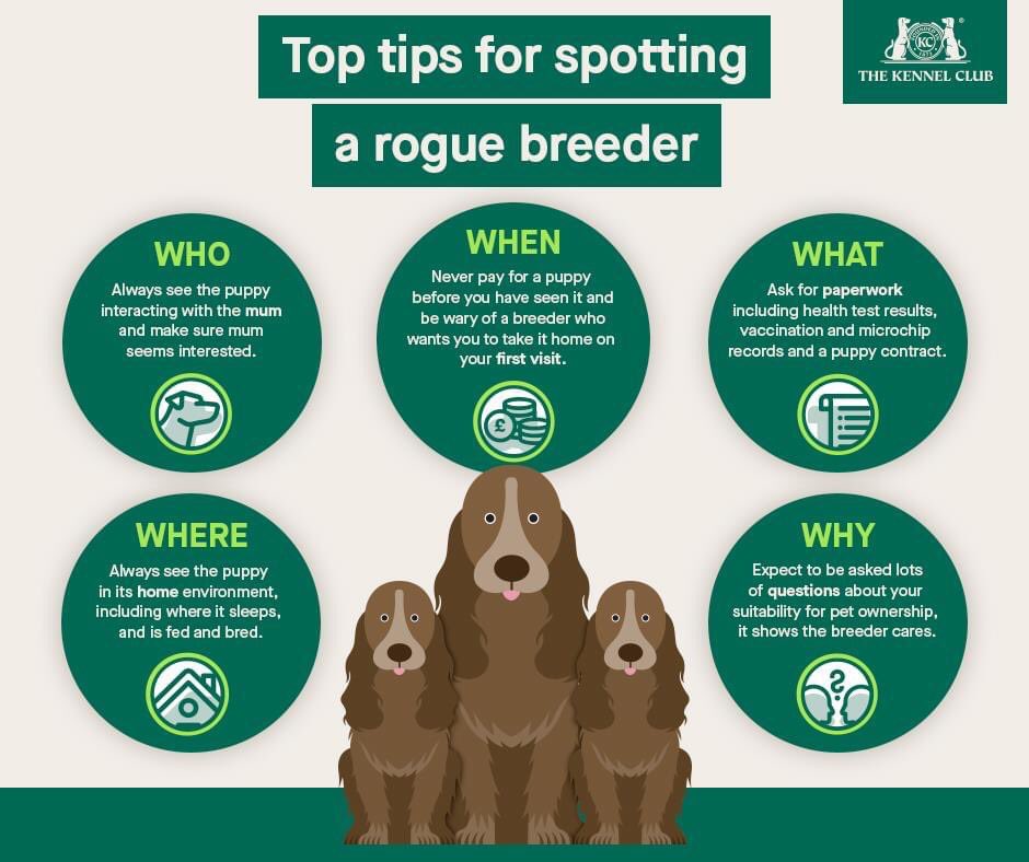 rosiedoc666's tweet photo. Do you know the signs of a rogue puppy breeder?! Here are some top tips to help you spot the fakery…
 
If you’re looking to welcome a puppy in to your home, make sure you find a reputable breeder via our website: https://t.co/hkGEJjqHJZ #BePuppywise https://t.co/ok2Cdp3ZGB