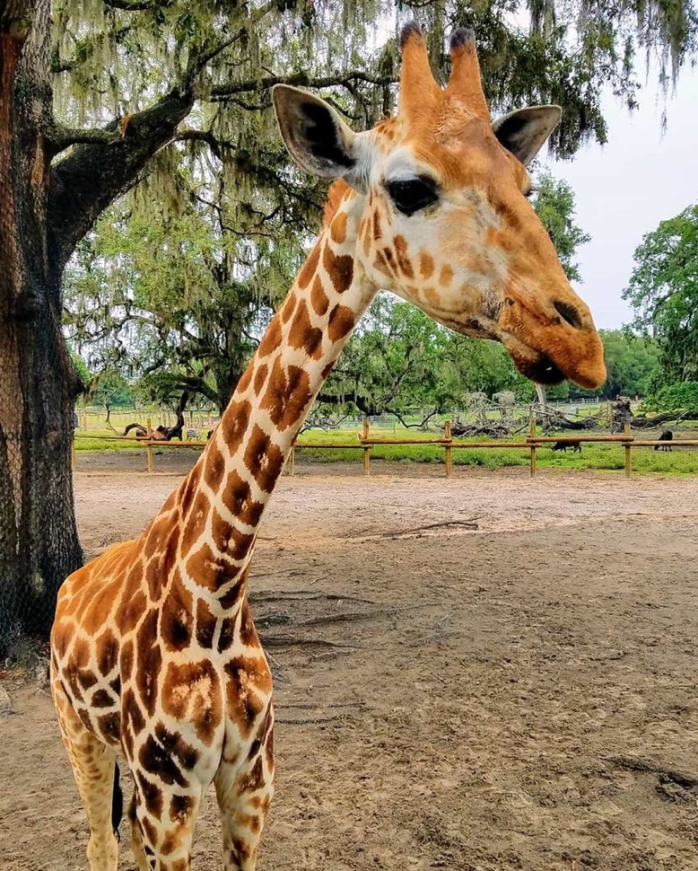 GiraffeRanchFL's tweet photo. This elegant beauty is ready for the holiday weekend. Are you? https://t.co/hytUkTNQ1F
