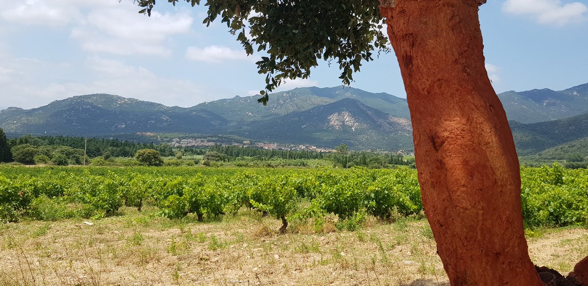 Vinyes dels Aspres tweet media