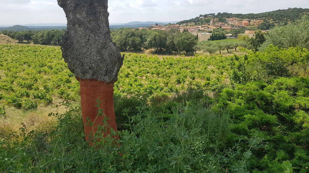 Vinyes dels Aspres tweet media