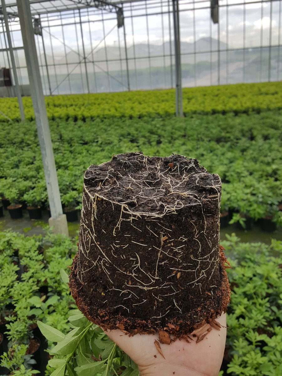 Choisya met <a href="/dcm_organic/">DCM</a> Vivisol en Instant TD!  👌👍