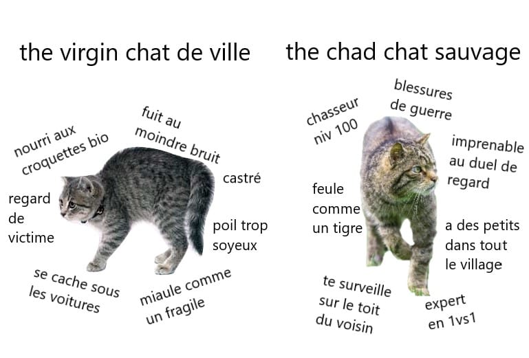 Memes Decentralises Holy Phoenixx The Chat Chelou Twitter Memes Decentralises Holy Phoenixx The Chat Chelou Twitter