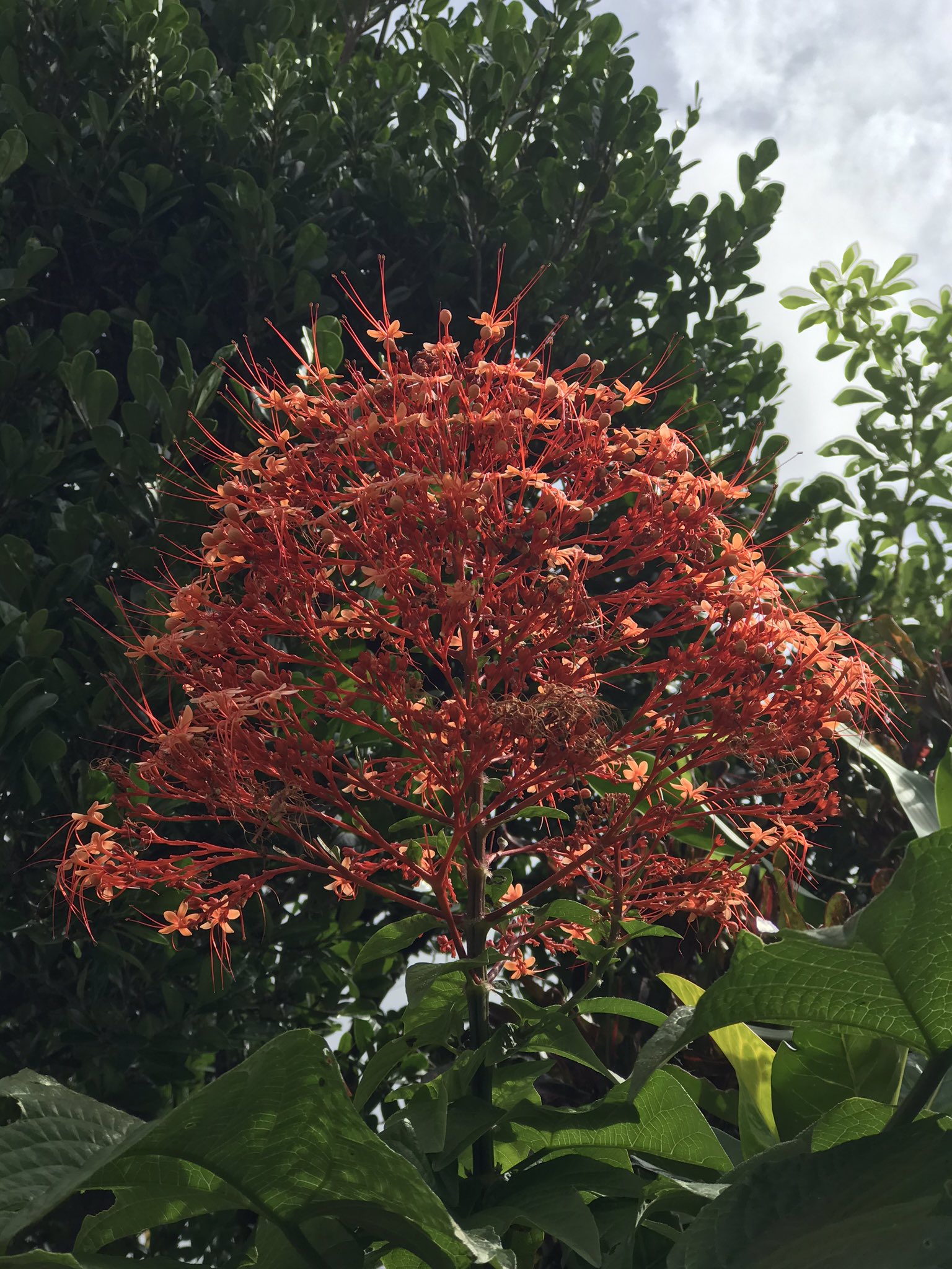すい好 緋桐の花 花言葉が良いです 幸せになりなさい 緋桐 花言葉 矢切の渡し T Co Pixvn2x25g Twitter