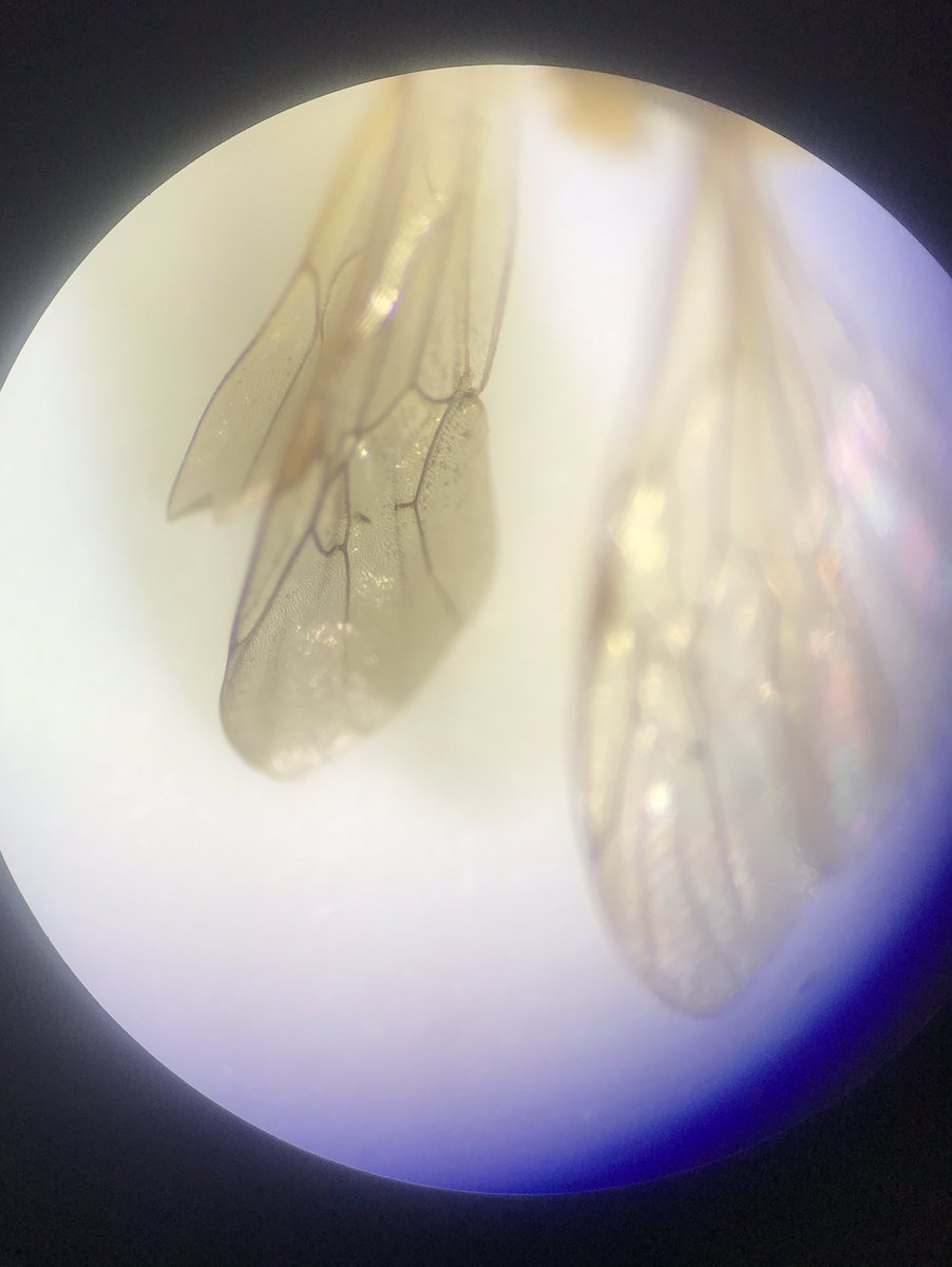 midge_ryan10's tweet photo. Does anybody know if this is likely to be a broken 2m-cu vein in the first photo of this Andrena species? The second photo shows it dropped completely on the other forewing @LynnDicks @Barnsley_SL @LPCrowther @ClaireWallace95 @StevenFalk1 https://t.co/6EbT2inkvX