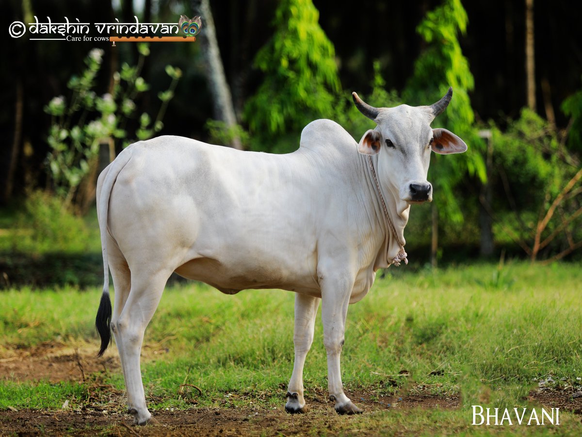 Dakshin Vrindavan on Twitter: