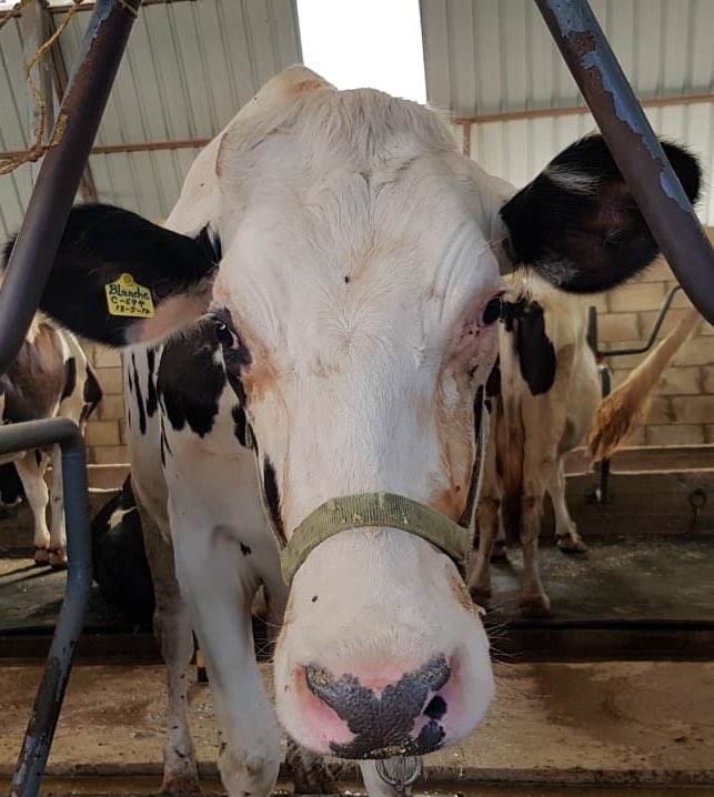 و كرمال ما ننهي ال thread بطريقة مغمّة، هل حلوين هنّي "Blanche" و "تلجة" بحيّوكن 