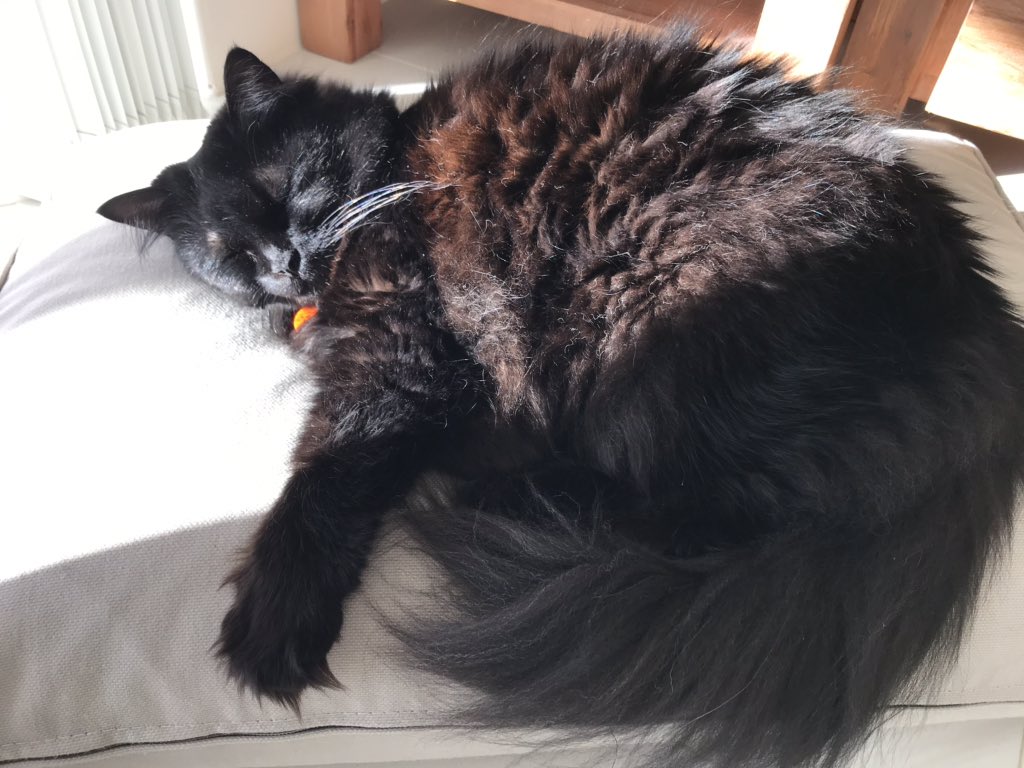 So much floof! 

We should probably pay our vacuum overtime