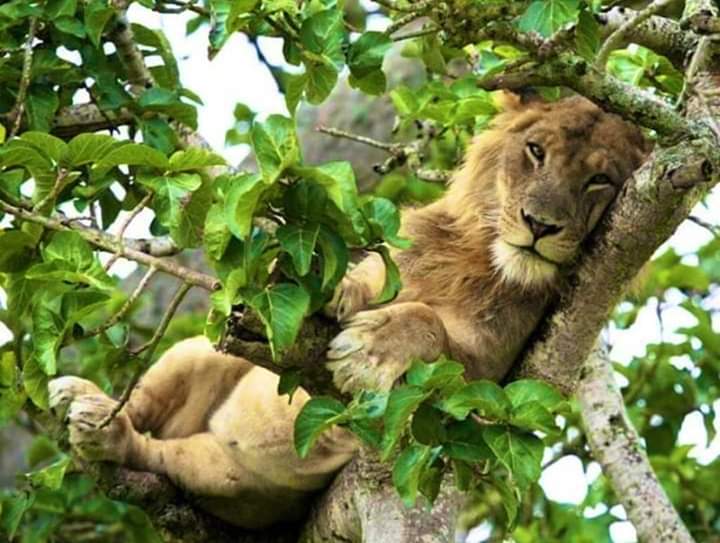лев на дереве. дикие животные на деревьях. лев фото. лев сидит. лев лежит.