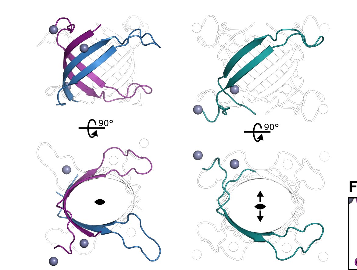 We head to  @DiamondLightSou I04 where a fluorescence scan shows signal for Zn (not surprising, this domain is predicted to be a Zn finger). We collect 2wl MAD data, I solve the structure and an initial trace reveals a weird beta-barrel like fold. Definitely not what I expected 