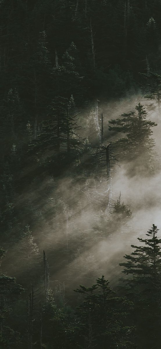 3wallpapers For Iphone Iphone Wallpaper Forest Fog Forest Download In Hd T Co Mws5buxfdv 3wallpapers For Iphone Iphone Wallpaper Forest Fog Forest Download In Hd T Co Mws5buxfdv