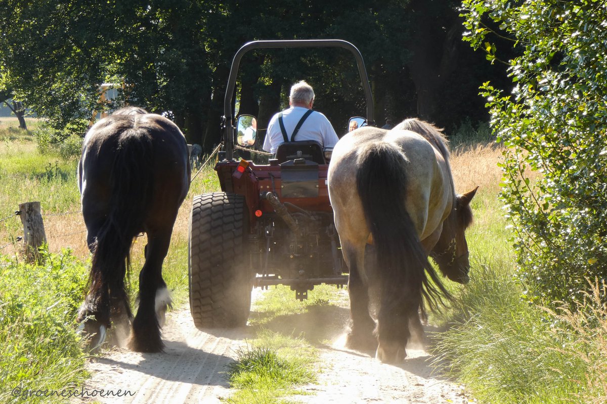 Groeneschoenen's tweet photo. Ik mocht vorige week alvast een wandeling maken uit het nieuwe wandelboek van @TruusWijnen dat in het najaar uitkomt. Tijdens wandeling in het Springendal #Twente kun je in juni genieten van velden vol korenbloemen. https://t.co/joNSlaqdI9