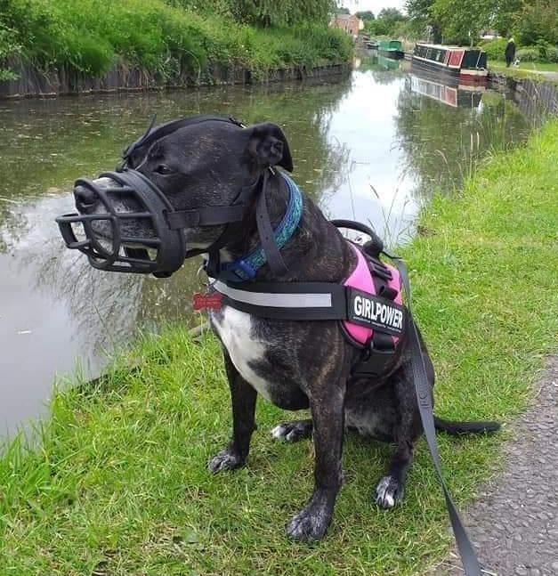 staffy muzzle