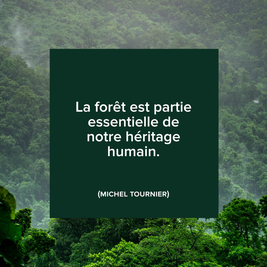 reforestaction's tweet image. LA CITATION DU VENDREDI

La forêt et l’être humain sont intrinsèquement liés. C’est ce que résume l’écrivain Michel Tournier.

#inspiration #citation