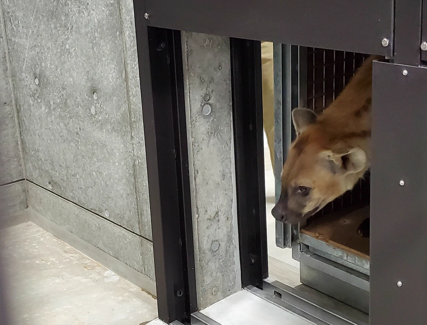 シンガポールから日本にようこそ！千葉市動物公園にブチハイエナが来園！！