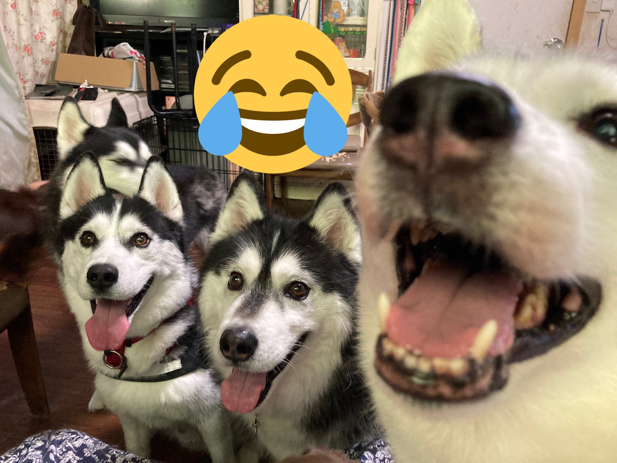 しゃん 実家なう 写真が上手く撮れません ハスキー シベリアンハスキー 多頭飼い ダックス ダックスフンド 大型犬 小型犬 犬のいる暮らし 犬好きさんと繋がりたい T Co 1rz35icqgl Twitter