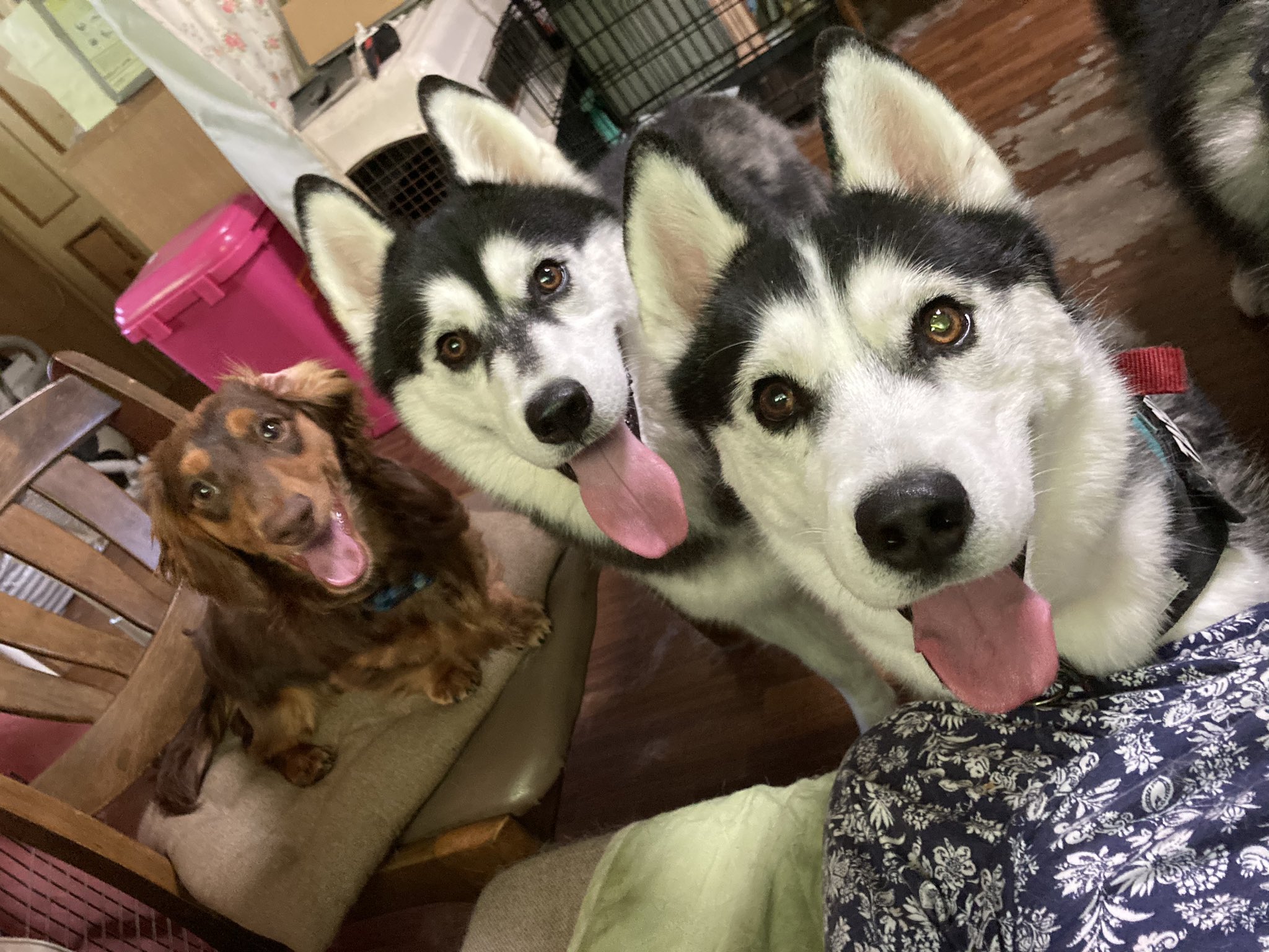 しゃん 実家なう 写真が上手く撮れません ハスキー シベリアンハスキー 多頭飼い ダックス ダックスフンド 大型犬 小型犬 犬のいる暮らし 犬好きさんと繋がりたい T Co 1rz35icqgl Twitter