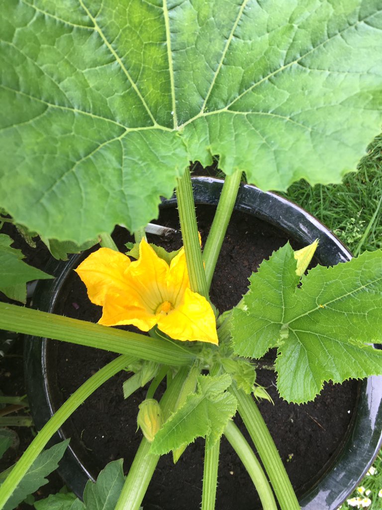 First courgette flower! 