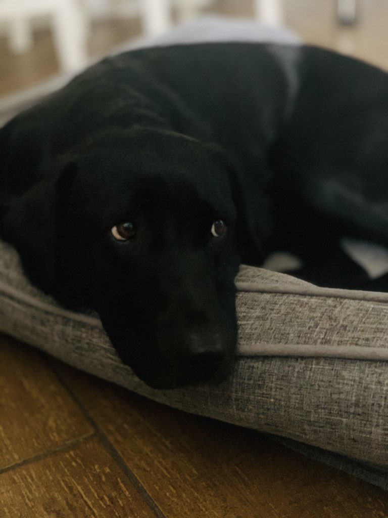RobertBBrain's tweet image. I kid you not, this is the look of absolute contempt I just received after performing a well-rehearsed 3-minute dance.

#everyonesacritic #notimpressed