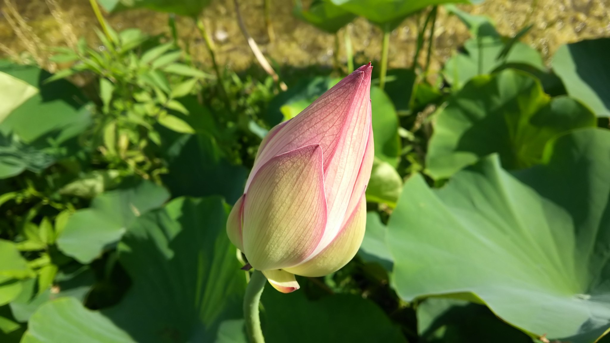 さっちん 生け花 華道本能寺 京都 蓮の花 蓮華 は 泥 悩みや苦しみ を養分とし 綺麗な花を咲かせます その葉には 泥をはじく 性質があります 人それぞれ 悩みや苦しみはありますが それを人生の養分として 美しい花を 咲かすことができると いぃです さっちん 生け花 華道本能寺 京都 蓮の花 蓮華 は 泥 悩みや苦しみ を養分とし 綺麗な花を咲かせます その葉には 泥をはじく 性質があります 人それぞれ 悩みや苦しみはありますが それを人生の養分として 美しい花を 咲かすことができると いぃです