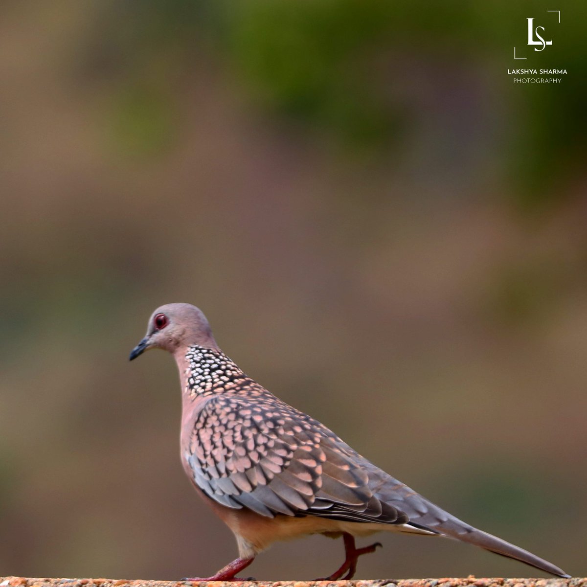 Spotted Dove!!! 
@Canon_India #capturedoncanon #canon #indiaphoto #PhotoOfTheDay #photo #photographer #photography #birds #birdphotography #birdwatching @BirderWorcs @birdsofindia @BirdWatchingMag @BirdwatchExtra @NatGeoIndia