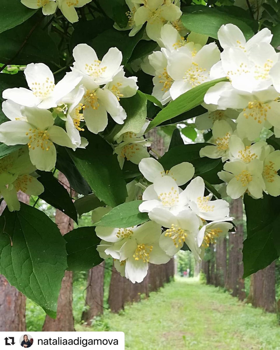 MIOMosObl's tweet image. В Ивантеевском дендропарке зацвел чубушник.

Подробнее: instagram.com/p/CCIc1ViATln/…

 #ивантеевскийдендропарк #чубушник #садоводы