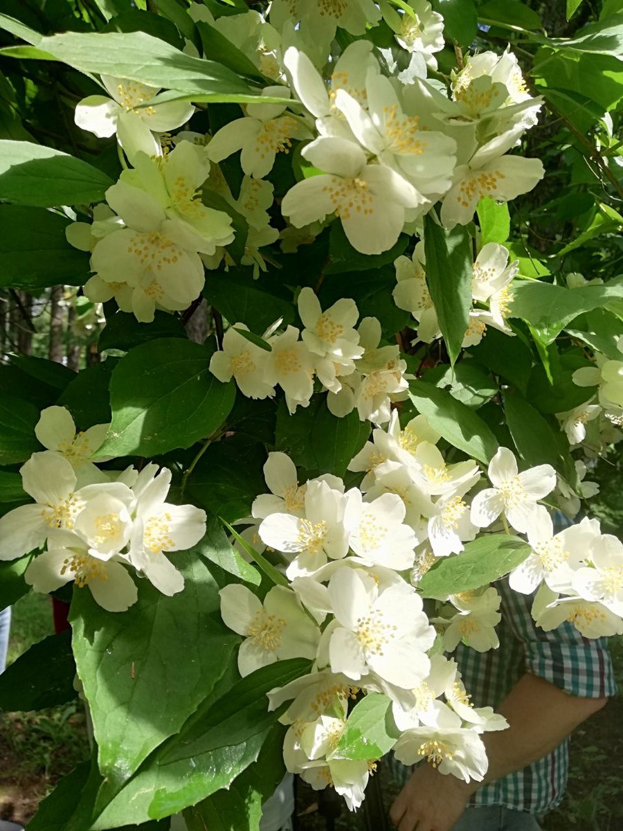 MIOMosObl's tweet image. В Ивантеевском дендропарке зацвел чубушник.

Подробнее: instagram.com/p/CCIc1ViATln/…

 #ивантеевскийдендропарк #чубушник #садоводы