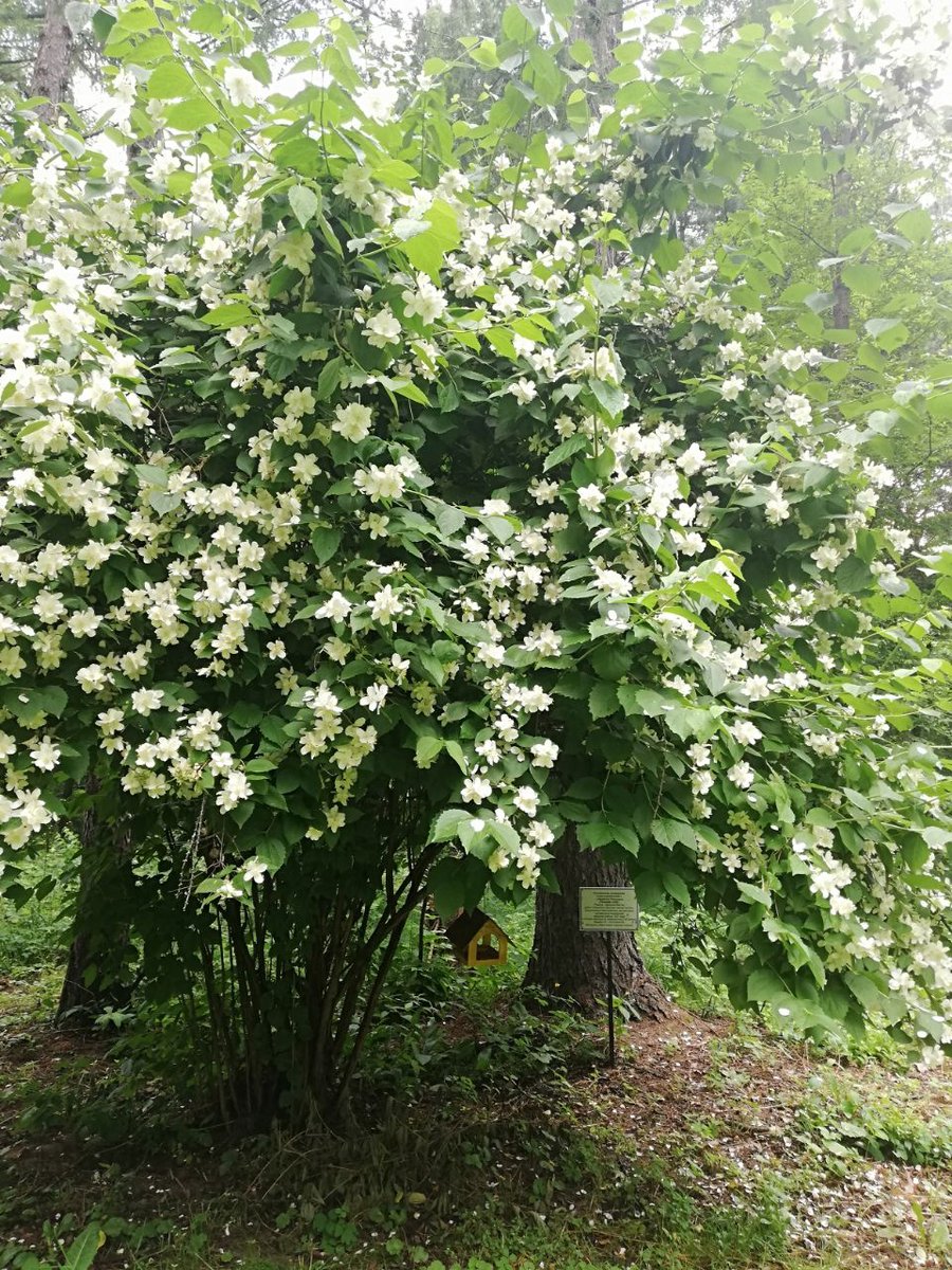 MIOMosObl's tweet image. В Ивантеевском дендропарке зацвел чубушник.

Подробнее: instagram.com/p/CCIc1ViATln/…

 #ивантеевскийдендропарк #чубушник #садоводы
