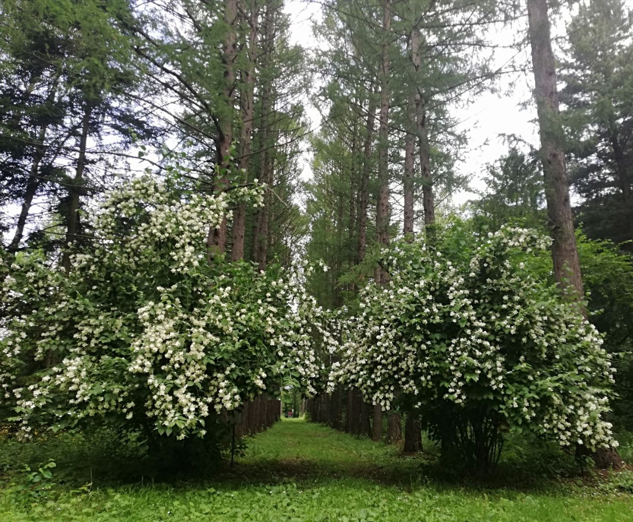 Чубушник клен сосна