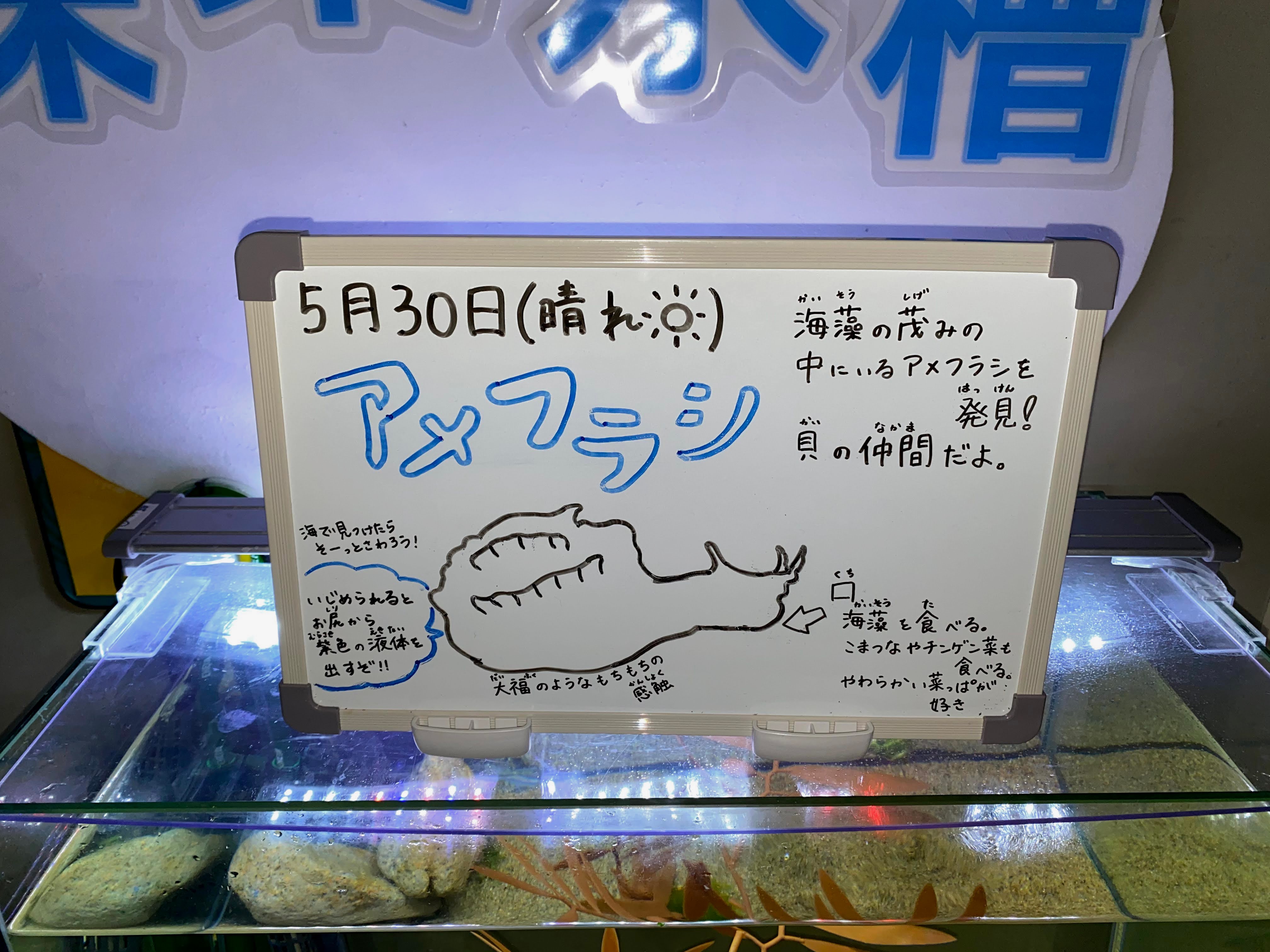 男鹿水族館gao 公式 Auf Twitter 飼育員採集水槽 アメフラシに更新しました 触った感じはヌルっとしてて見た目通りツルツルですが こう見えて貝のなかま 軟体動物 です ちなみにヒーターについているのはモンブランではなくアメフラシの 卵ですよ アメフラシ
