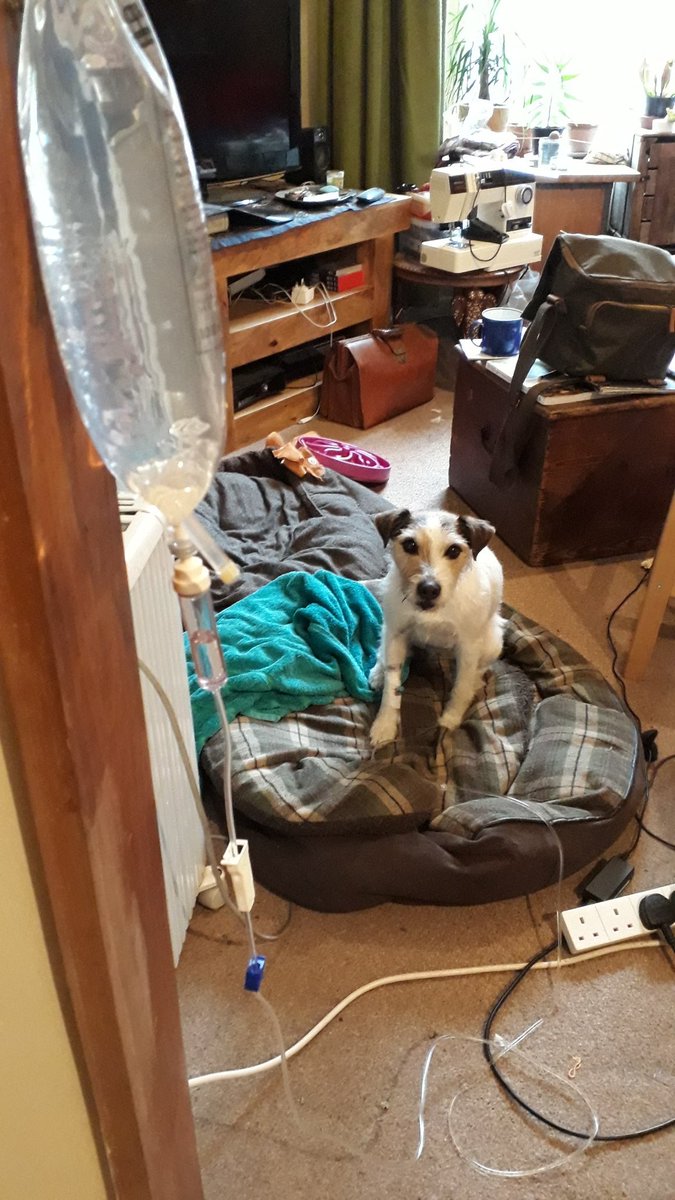 My wife just pondered "I wonder what it's like having a dog and not being married to a vet"