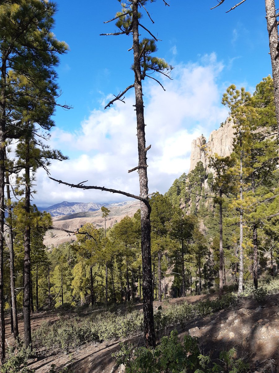 Federico De Pascalis (@fdepa1) on Twitter photo Our new paper predicting the future spread of the #invasive P. setaceum in #Tenerife is out now, lead by the great <a href="/DaReDaniele1/">Da Re Daniele</a>!🌾🌾🌾⛰link.springer.com/article/10.100…
#alienspecies #ClimateChange #canaryislands Our new paper predicting the future spread of the #invasive P. setaceum in #Tenerife is out now, lead by the great <a href="/DaReDaniele1/">Da Re Daniele</a>!🌾🌾🌾⛰link.springer.com/article/10.100…
#alienspecies #ClimateChange #canaryislands