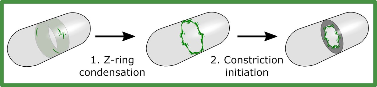 Summary: We used some fancy microscopy (combined with nanofabrication and microfluidics) and found that it has two separate roles! 1: it assembles the Z-ring by condensing filaments into a ring. 2: it initiates constriction by guiding cell wall synthesis machinery.