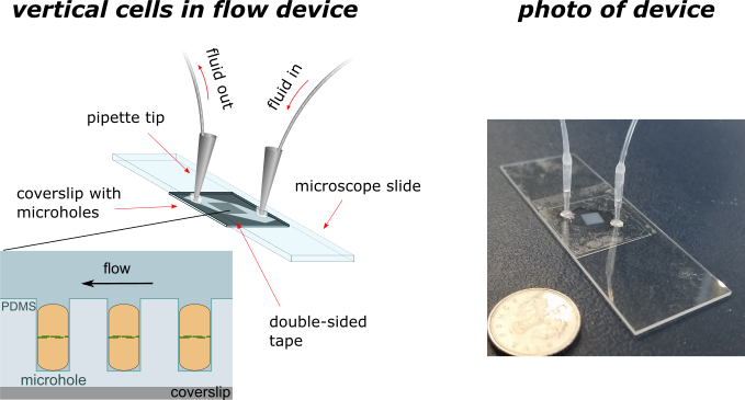 ALSO: we’re now combining top-down imaging of cells with microfluidics! Check out this cute little device. Took a while to figure out the right brand of double-sided tape to use that will stick to PDMS 