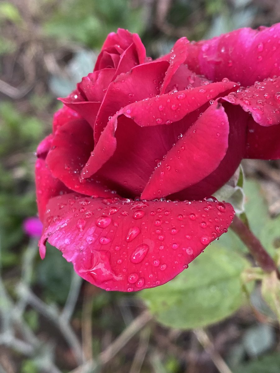 yasmine_oozeear's tweet photo. 🌿🌹 ~~~ And the secret #garden
_____ bloomed and bloomed 🍃🌹
🍃🌹And every #morning revealed
______ #NewMiracles 🌿🍃🌹
#RedRoses
#RainyDay
#CurrentMood
#StalkingFlowers
#NatureLovers🌿🍃🌹🌧📱 https://t.co/LRk5LNvXVo