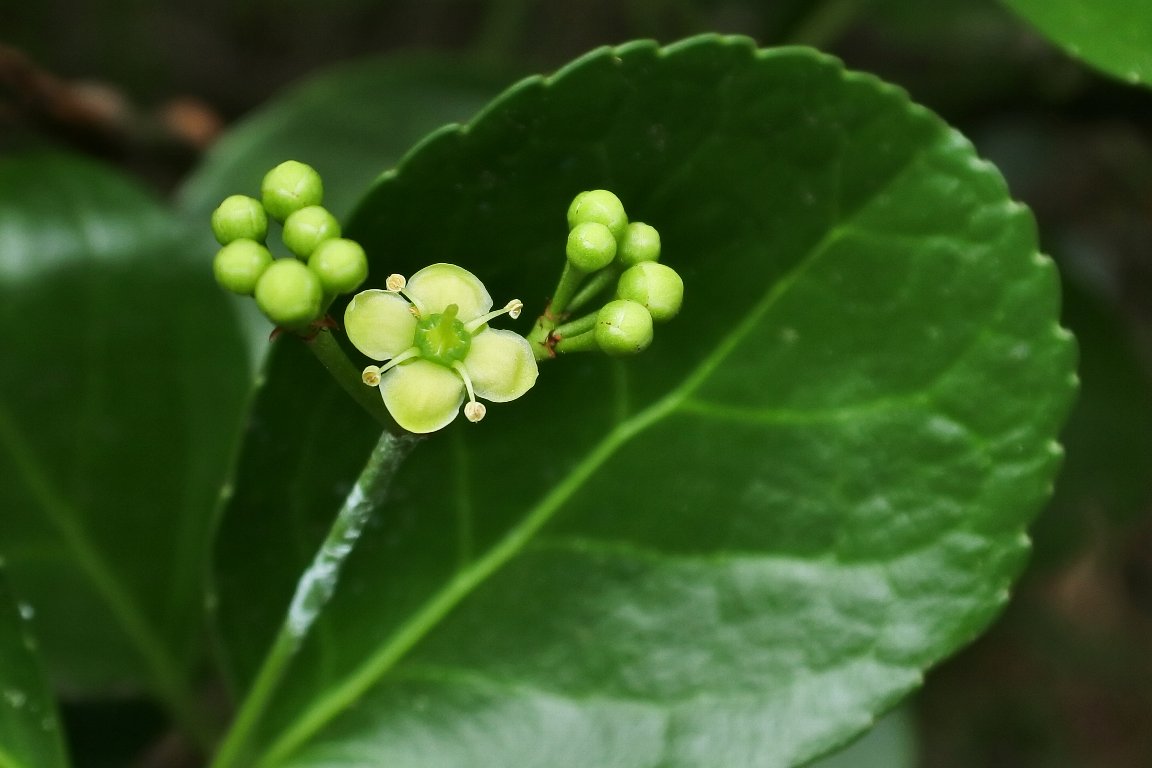 Uzivatel 漱石枕流 Na Twitteru マサキ 柾 の花 By J5 秋になると 実の殻が割れて朱赤色の種子が見られる マサキ の木に 花が咲きはじめました この朱赤色の種子や葉や木には毒性が有るそうです 野の花 木に咲く花 マサキ 柾 暦生活写真部