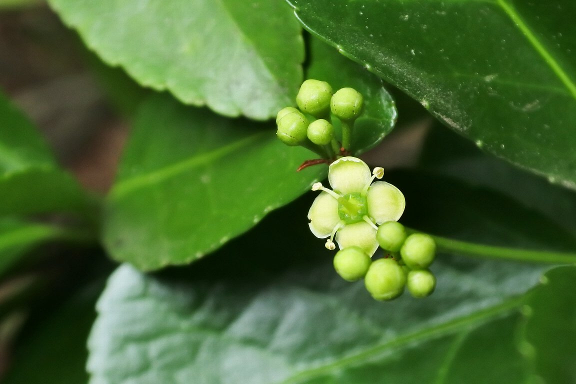 漱石枕流 マサキ 柾 の花 By J5 秋になると 実の殻が割れて朱赤色の種子が見られる マサキ の木に 花が咲きはじめました この朱赤色の種子や葉や木には毒性が有るそうです 野の花 木に咲く花 マサキ 柾 暦生活写真部