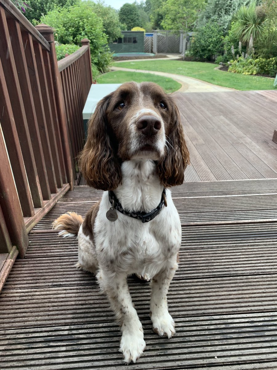 MrLordScience's tweet image. My #colleagueoftheweek waiting for a ball to be thrown on our break! 🎾🐶#teamlindisfarne #TFSI2020