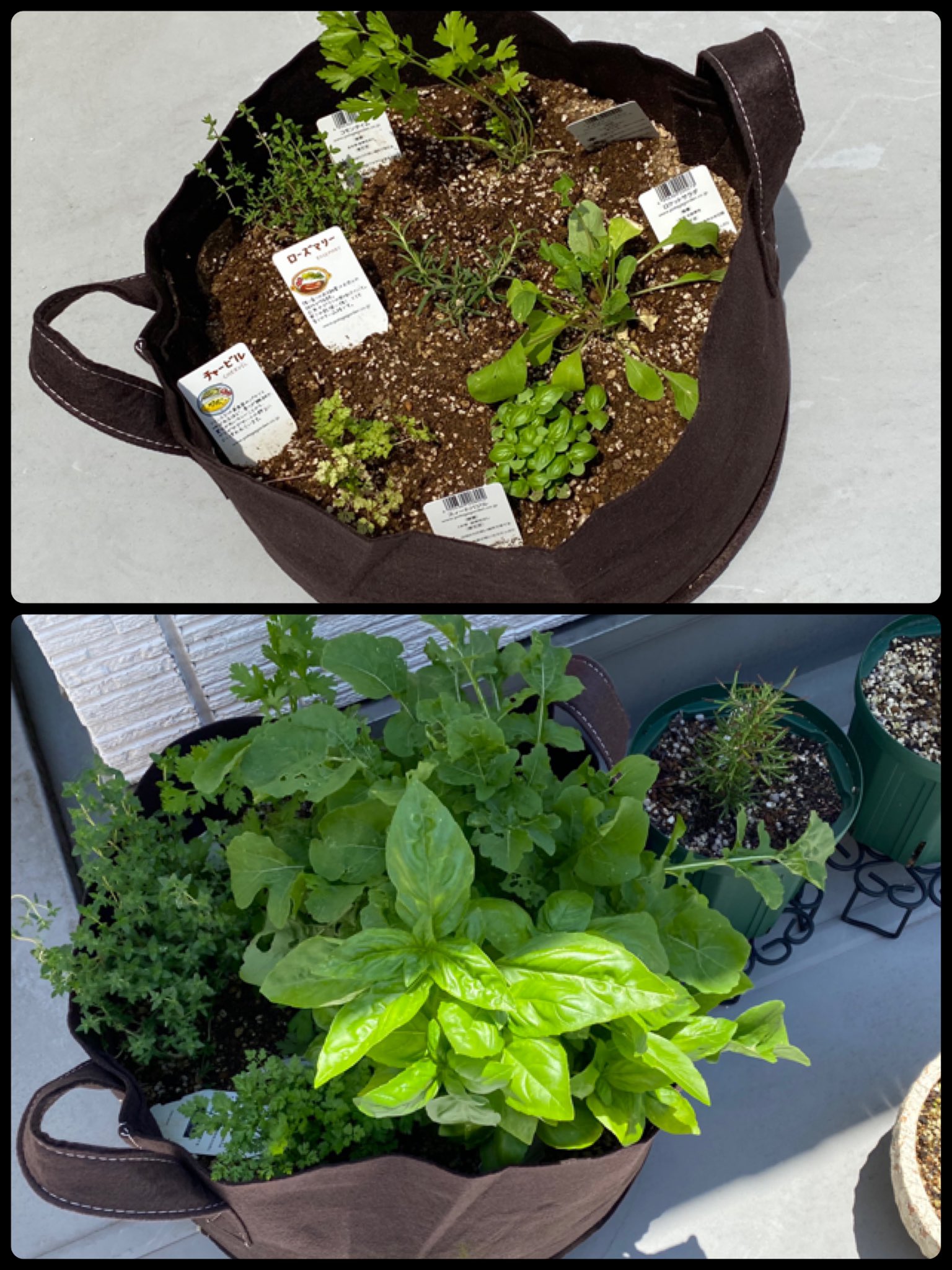 植田佳奈 6月頭に植えた 寄せ植えセットのハーブたち 寄せ植え するべきではなかったかもしれないくらい成長してるので ルッコラとバジルを ガツガツ食べていくことにする すでに 誰かがつまんだであろう穴があるけど 美味しいってことだよな