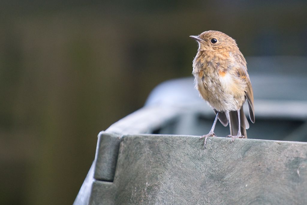 Have you ever seen a baby Robin? They slowly develop their infamous red breast as they mature. Last weekend I took a break from gardening, grabbed the camera with a 200mm lens mounted on it. I didn't need to wait long before my new found friend turned up! #breakfastbirdwatch