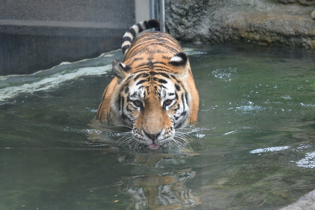 空白寺 プールで涼みつつ水を飲んでいたらなぜか仔トラにパンチされる お母さんはたいへんです 旭山動物園 T Co 4bwfnssr8m Twitter