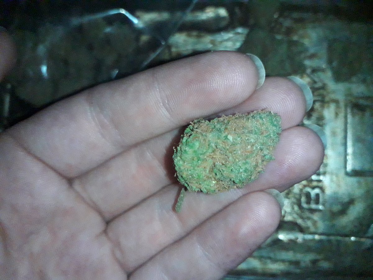 LaceyLoxxx's tweet photo. When the UK growers are mastering them Cali nutes and grows. 👌😏  
Lil bit o' Biscotti to start off the morning right, and my pooch is getting groomed today too, yaaaay. 🥰
#gooddaysofar #UK420 #UKbiscotti #420friendly https://t.co/UEL84deVwx