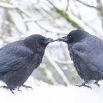 カラスは一度覚えた顔はずっと忘れないが、それを自分の身内などと共有しみんなで攻撃するらしい・・・